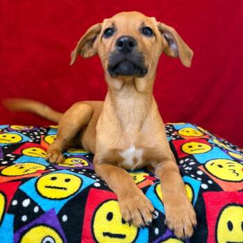 Cattle Dog Dogs Available for Adoption in Pekin, Illinois - Romance | PetCurious