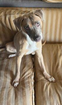 Wasabi/Zoe -  Staffordshire Bull Terrier and Black Mouth Cur Dog for Adoption in Powder Springs, Georgia - Wasabi/Zoe | PetCurious