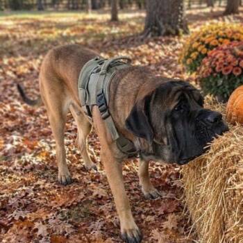 Atlas -  Mastiff Dog for Adoption in Edmond, Oklahoma - Atlas | PetCurious
