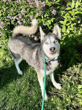 Siberian Husky Dogs Available for Adoption in Cleveland, Ohio - Akira | PetCurious