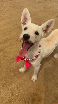 Penelope -  West Highland White Terrier Westie Dog for Adoption in Littlerock, California - Penelope | PetCurious