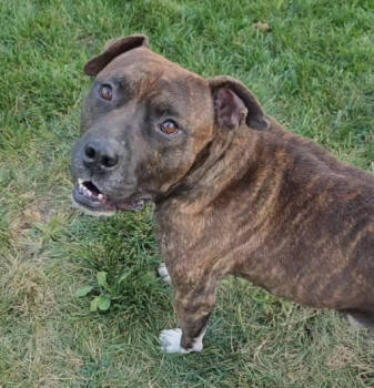 Rescue Mixed Breed Dogs for Adoption in Warren, Michigan - Bronx | PetCurious