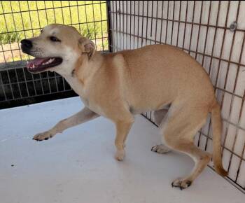 Mila -  Labrador Retriever Dog for Adoption in Nashville, Georgia - Mila | PetCurious