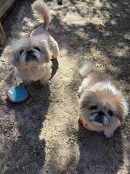 Pekingese Dogs Available for Adoption in Statesboro, Georgia - MeeMaw | PetCurious