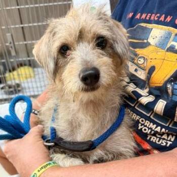 Ziggy -  Terrier Dog for Adoption in Denison, Texas - Ziggy | PetCurious