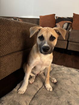 Rescue Shepherd Dogs for Adoption in Orange, California - Max | PetCurious