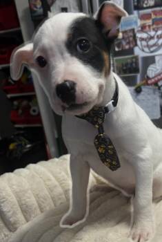 Terrier and Australian Shepherd Dogs Available for Adoption in Naperville, Illinois - Gunner | PetCurious