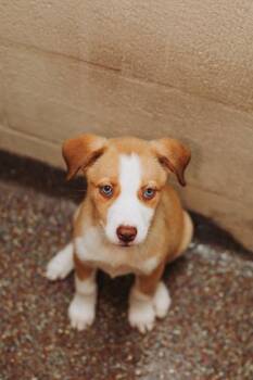 93504A Bonita -  Terrier and Mixed Breed Dog for Adoption in North Charleston, South Carolina - 93504A Bonita | PetCurious