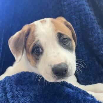 Boxer and Mixed Breed Dogs Available for Adoption in Las Vegas, Nevada - Oakley 53651 | PetCurious