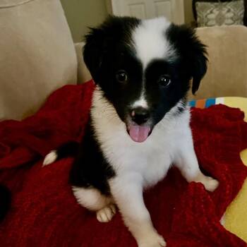 Kendall -  Border Collie and Flat Coated Retriever Dog for Adoption - Kendall | PetCurious