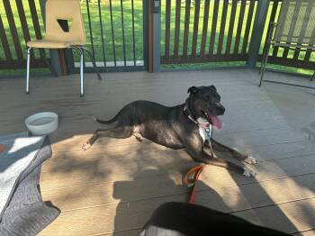 Bella -  Pit Bull Terrier Dog for Adoption in Reisterstown, Maryland - Bella | PetCurious