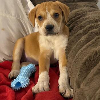 Mixed Breed Dogs Available for Adoption in Cincinnati, Ohio - Stunk | PetCurious