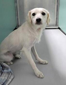 Adolfito -  Retriever Dog for Adoption in Portland, Maine - Adolfito | PetCurious