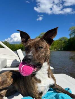 Rescue Hound and Mixed Breed Dogs for Adoption in Neenah, Wisconsin - Mirabelle | PetCurious