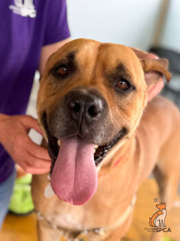 Rescue Pit Bull Terrier Dogs for Adoption in Roanoke, Virginia - Max | PetCurious