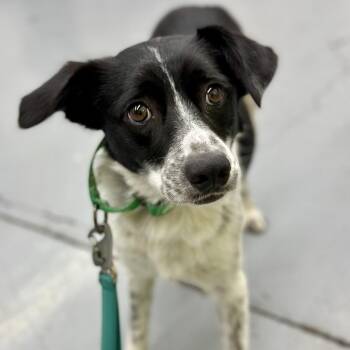 SEPTEMBER -  Border Collie Dog for Adoption in Richmond, California - SEPTEMBER | PetCurious