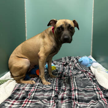 Rescue Mixed Breed Dogs for Adoption in Titusville, Florida - Petal | PetCurious