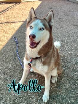 Husky Dogs Available for Adoption in Boerne, Texas - Apollo | PetCurious