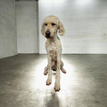Standard Poodle Dogs Available for Adoption in Dallas, Georgia - Duke | PetCurious