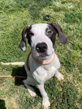 Jim -  Coonhound Dog for Adoption in Kennewick, Washington - Jim | PetCurious