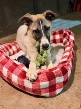Rescue Mixed Breed Dogs for Adoption in Atlanta, Georgia - Zumba | PetCurious