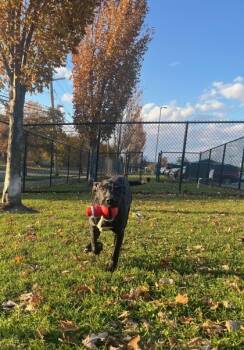 Rescue Shepherd and Mixed Breed Dogs for Adoption in Westland, Michigan - Toby | PetCurious