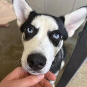 Bubbles -  Husky Dog for Adoption in Seneca, Pennsylvania - Bubbles | PetCurious