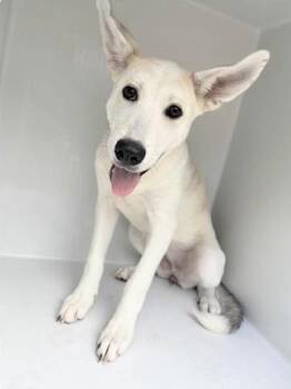 A657660 -  Carolina Dog and Mixed Breed Dog for Adoption in Houston, Texas - A657660 | PetCurious