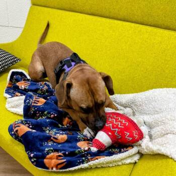 Terrier and Beagle Dogs Available for Adoption - Lula May | PetCurious