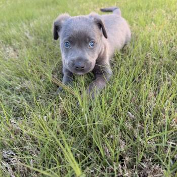 American Staffordshire Terrier and Labrador Retriever Dogs Available for Adoption in Indian Springs Village, Alabama - Johnny  | PetCurious