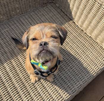 Pug and Brussels Griffon Dogs Available for Adoption in Mentor, Ohio - Bella | PetCurious