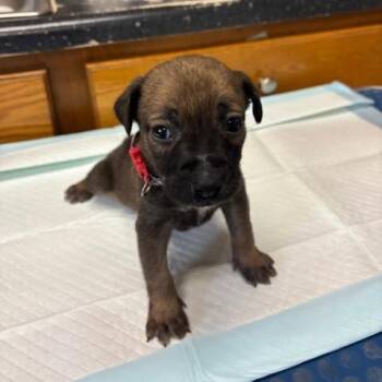 Mixed Breed Dogs Available for Adoption - Thumbilina | PetCurious