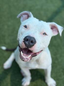 LOLLY -  Pit Bull Terrier and Mixed Breed Dog for Adoption in Dallas, Texas - LOLLY | PetCurious