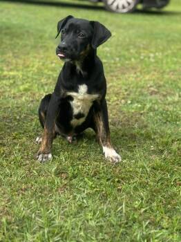 Mixed Breed Dogs Available for Adoption in Taycheedah, Wisconsin - Drum | PetCurious