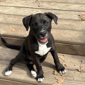 Pit Bull Terrier and Mixed Breed Dogs Available for Adoption - Astro | PetCurious