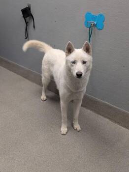 RANDO -  Siberian Husky Dog for Adoption in Las Vegas, Nevada - RANDO | PetCurious