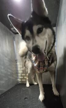 LUNA GIRL -  Siberian Husky Dog for Adoption in San Antonio, Texas - LUNA GIRL | PetCurious