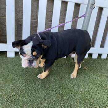 A614759 -  English Bulldog Dog for Adoption in Modesto, California - A614759 | PetCurious