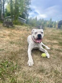Rescue Boxer Dogs for Adoption in Woodinville, Washington - Bubbles | PetCurious