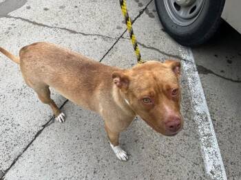 Pit Bull Terrier Dogs Available for Adoption in Rowlett, Texas - JENNY | PetCurious