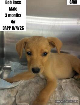 Bob Ross -  Labrador Retriever and Golden Retriever Dog for Adoption in Bull Valley, Illinois - Bob Ross | PetCurious
