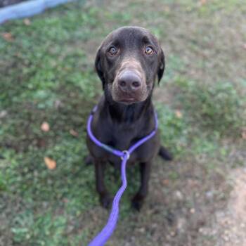 Rescue Chocolate Labrador Retriever Dogs for Adoption in Columbia, South Carolina - Roylee | PetCurious