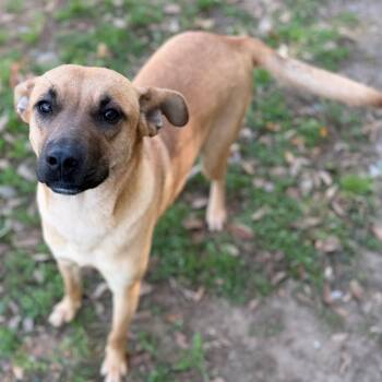 Black Mouth Cur Dogs Available for Adoption - Chelsey | PetCurious
