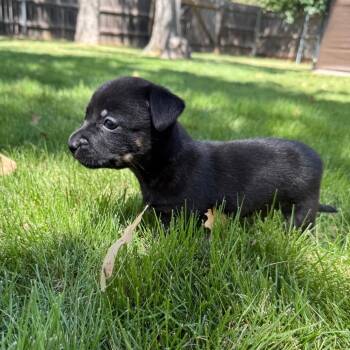 Aquamarine -  Chihuahua and Mixed Breed Dog for Adoption in Cedar Park, Texas - Aquamarine | PetCurious