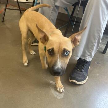 Apple -  Mixed Breed Dog for Adoption in Houston, Texas - Apple | PetCurious