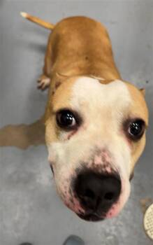 Pit Bull Terrier Dogs Available for Adoption in Peoria, Illinois - PANCAKE | PetCurious