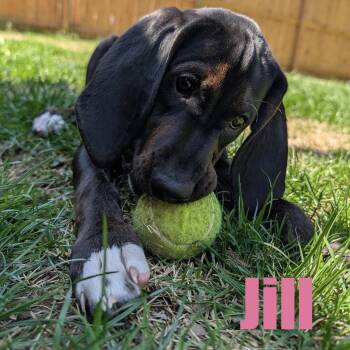 Hound and Mixed Breed Dogs Available for Adoption in Ellicott City, Maryland - Jill | PetCurious