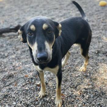 Rescue Labrador Retriever and Shepherd Dogs for Adoption in Columbia, South Carolina - Junebug | PetCurious