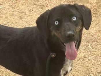 Mixed Breed Dogs Available for Adoption in Georgetown, Texas - Phoebe | PetCurious