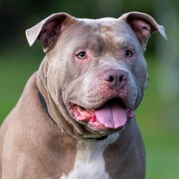 MEATWAD -  American Bulldog Dog for Adoption in Detroit, Michigan - MEATWAD | PetCurious